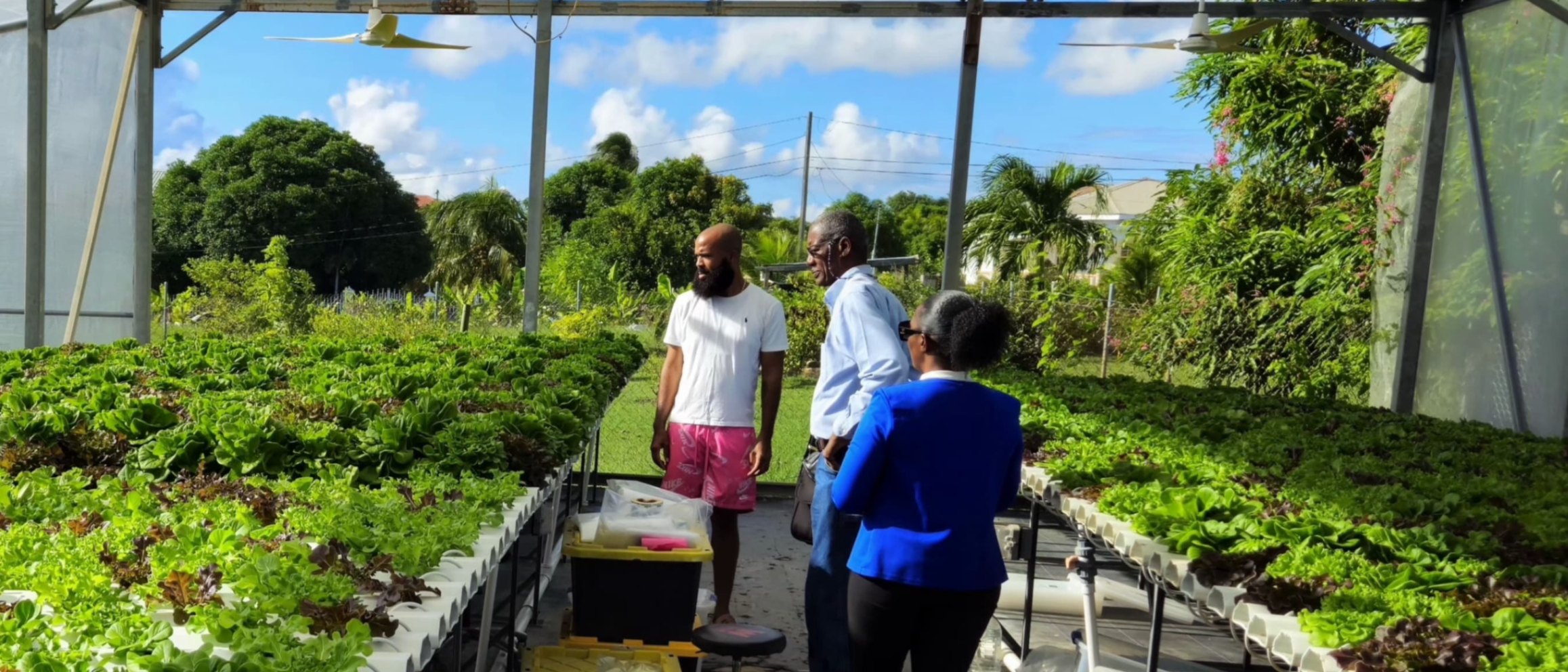 A Leafy Success: FAO plays a vital role in transforming the vegetable value chain in Saint Kitts and Nevis Farmers reaping more yields of lettuce from the use of adapted technologies and practices for protected structures